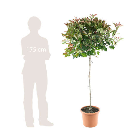 Photinia x fraseri 'red robin': 1/2 tige 3L