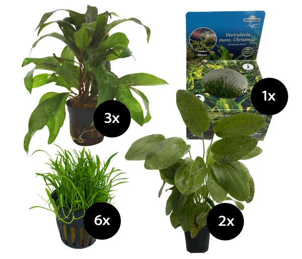 Dehner Aqua Aquarienpflanzen-Set für Dehner