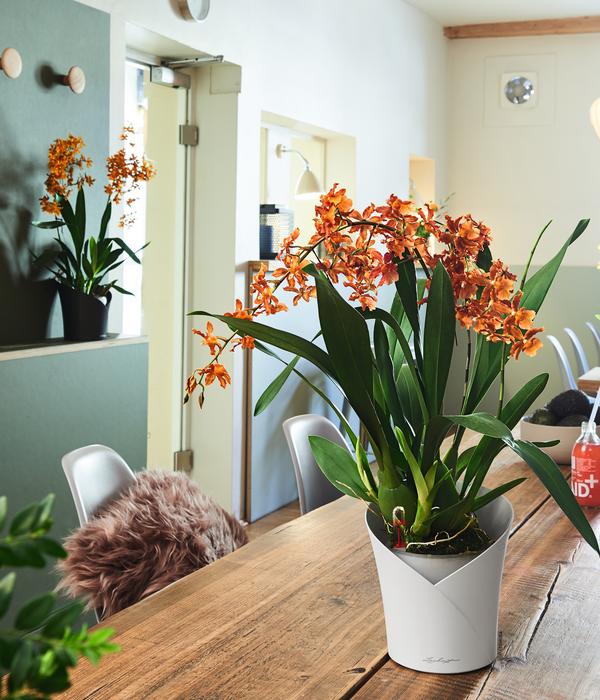 LECHUZA® ORCHIDEA, All-in-One Set, ca.