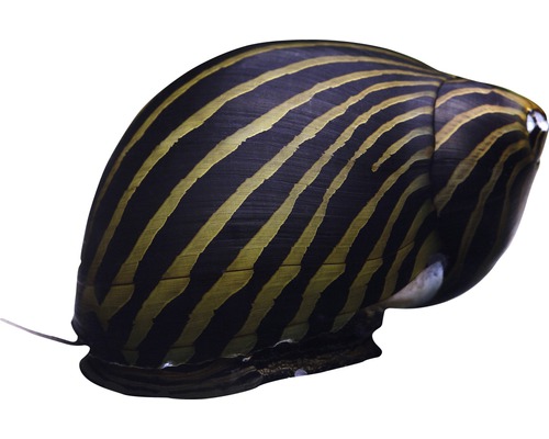 Zebraslak - Vittina turrita