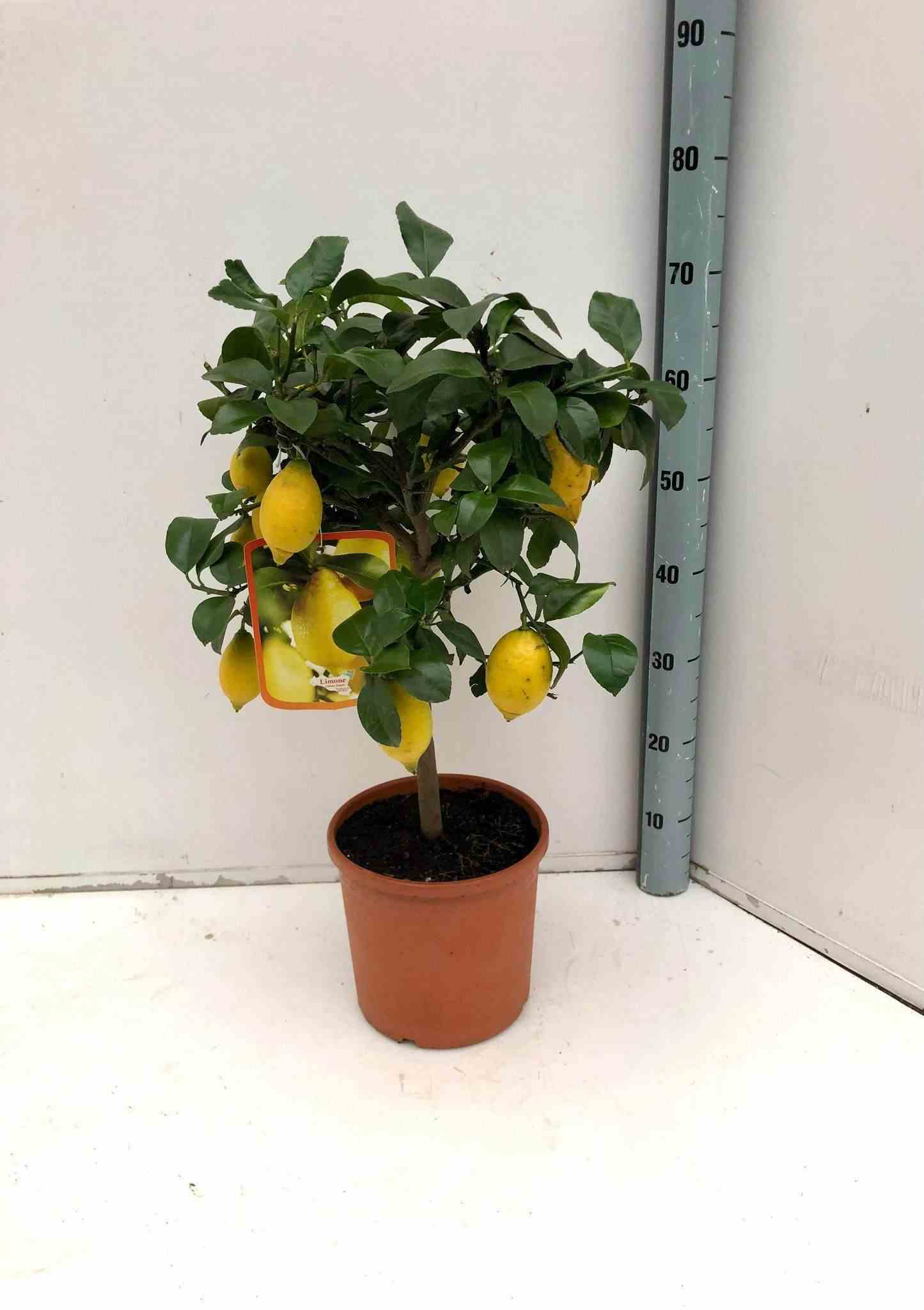 Citrus limon adulte (citronnier) blanc - taille pot 130l - 150/175cm - peri 40/50