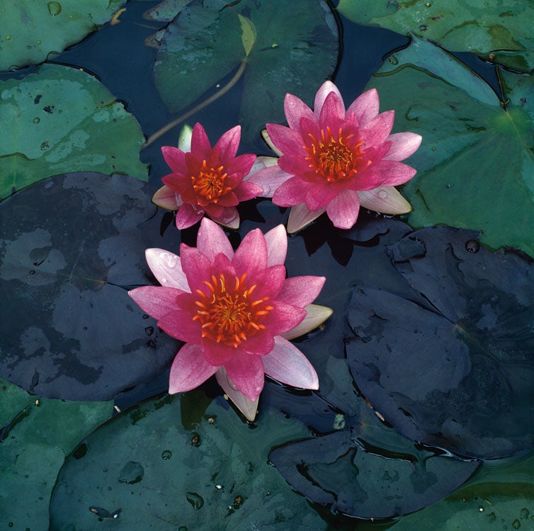 Waterlelie (Nymphaea 'Pygmea rubra') D 11 H 30 cm