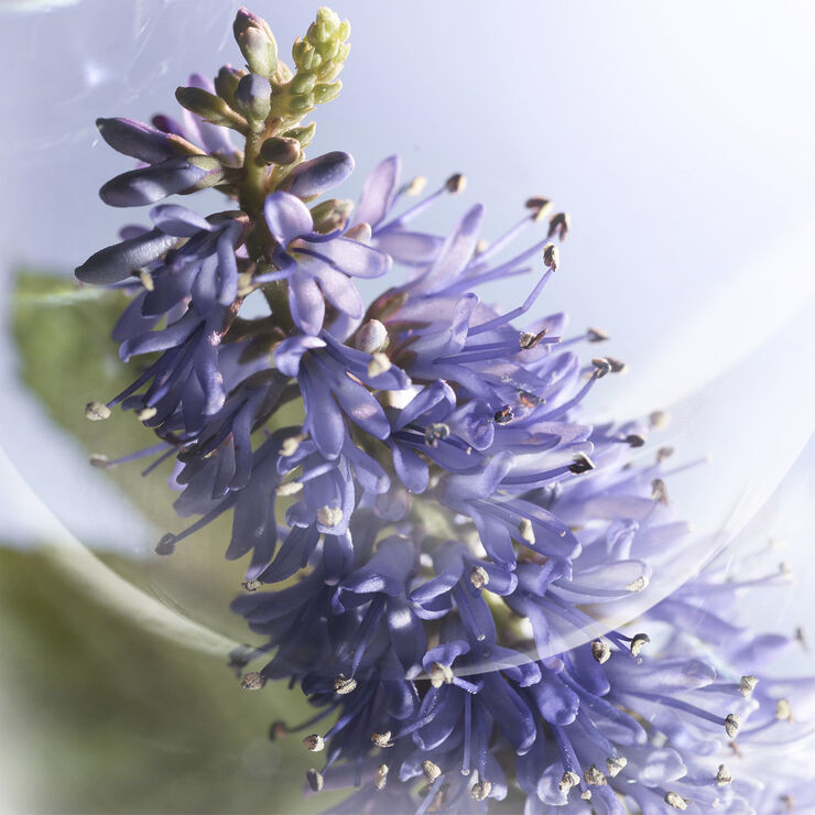 Lancôme Lancôme La vie est Belle Iris Absolu Eau de Parfum
