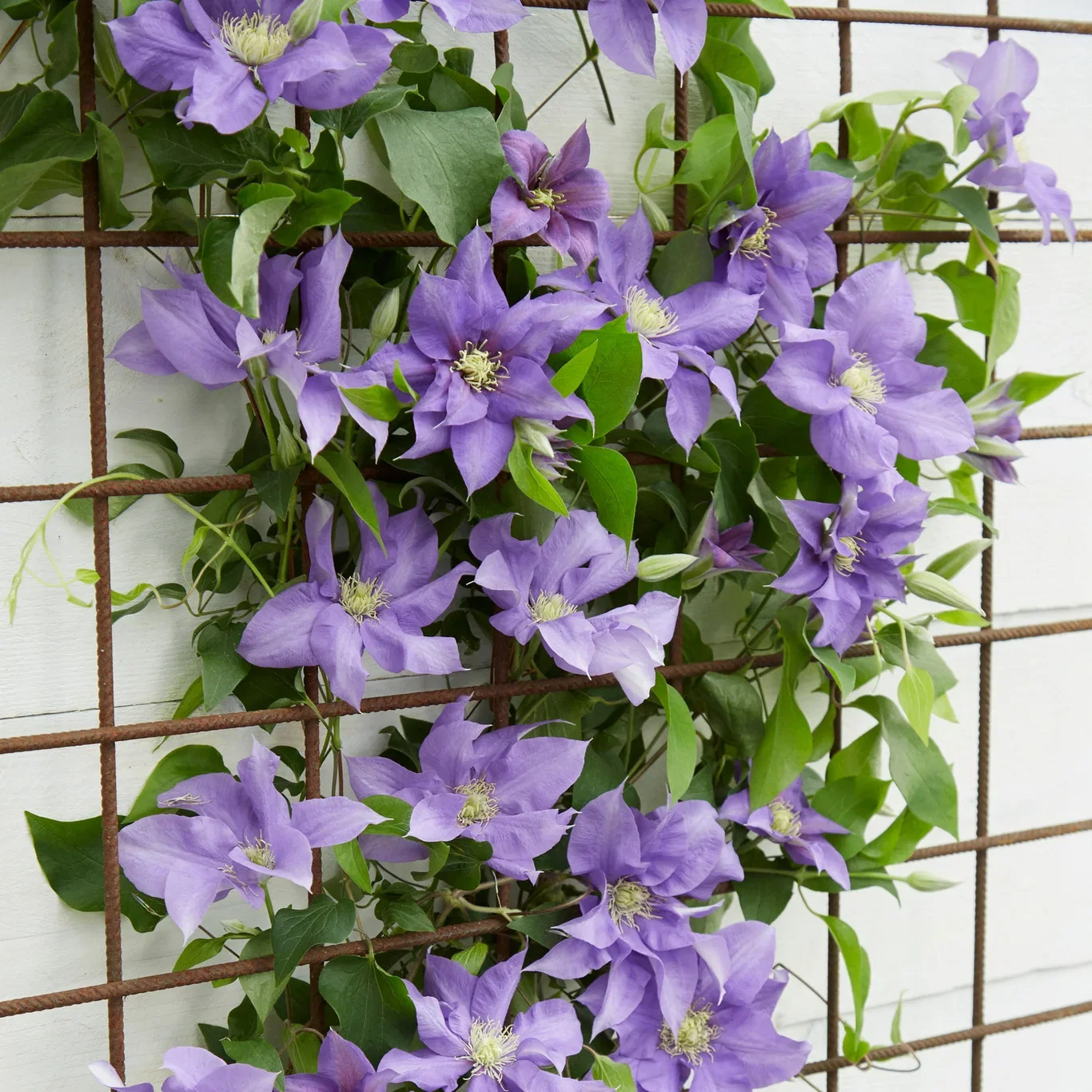 Clematis (Early Large-flowered Group) BOULEVARD® OLYMPIA™ ('Evipo099') Klematis BOULEVARD® OLYMPIA™ Ø15 cm