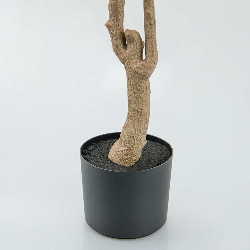 Eucalyptus en pot vert