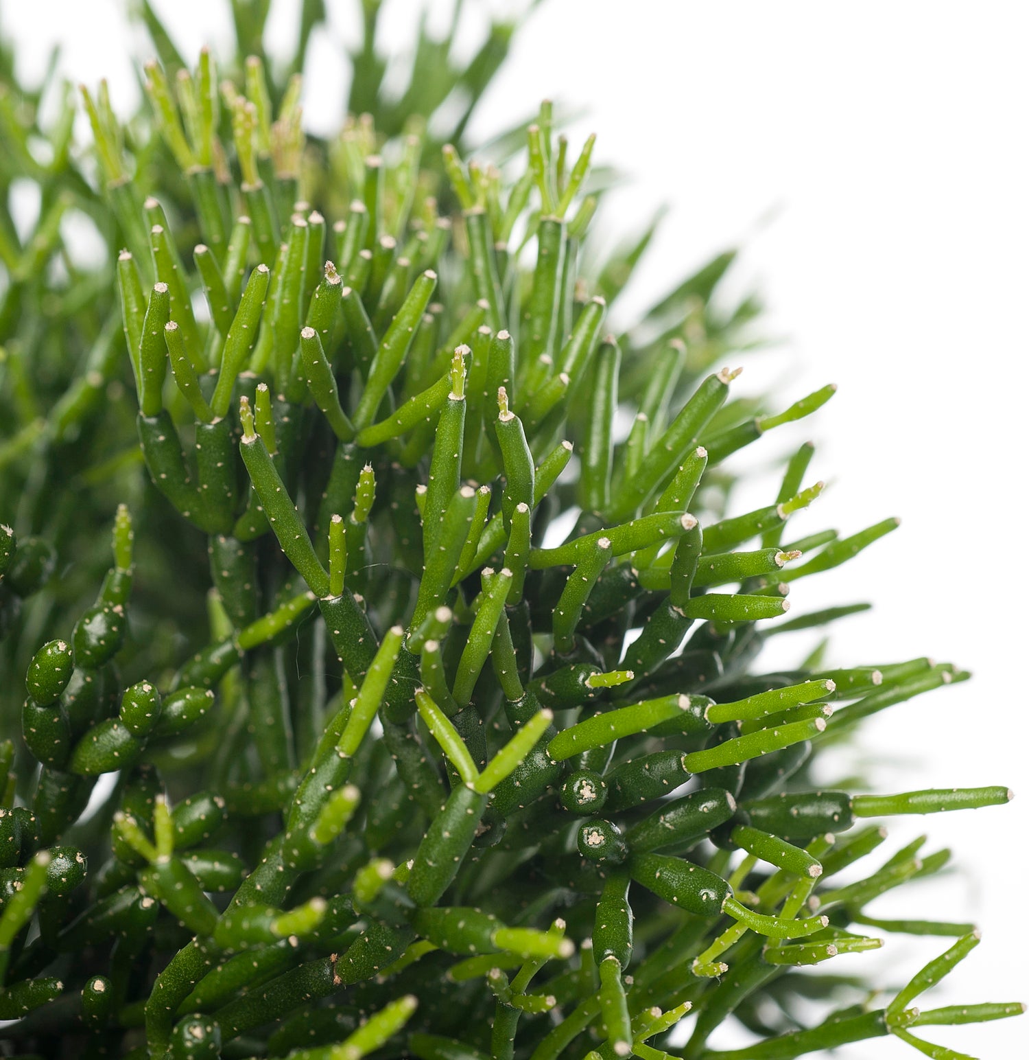 Koraalcactus (Hatiora salicornioides) D 12 H 25 cm