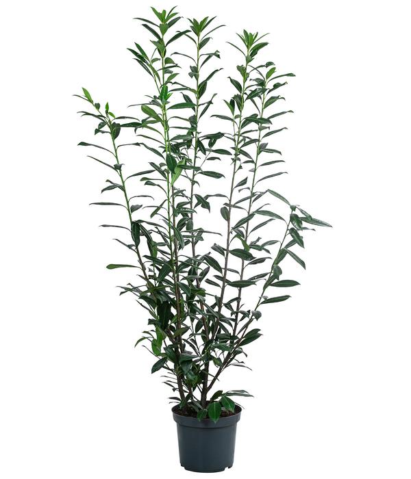 Kaukasischer Kirschlorbeer 'Caucasica'