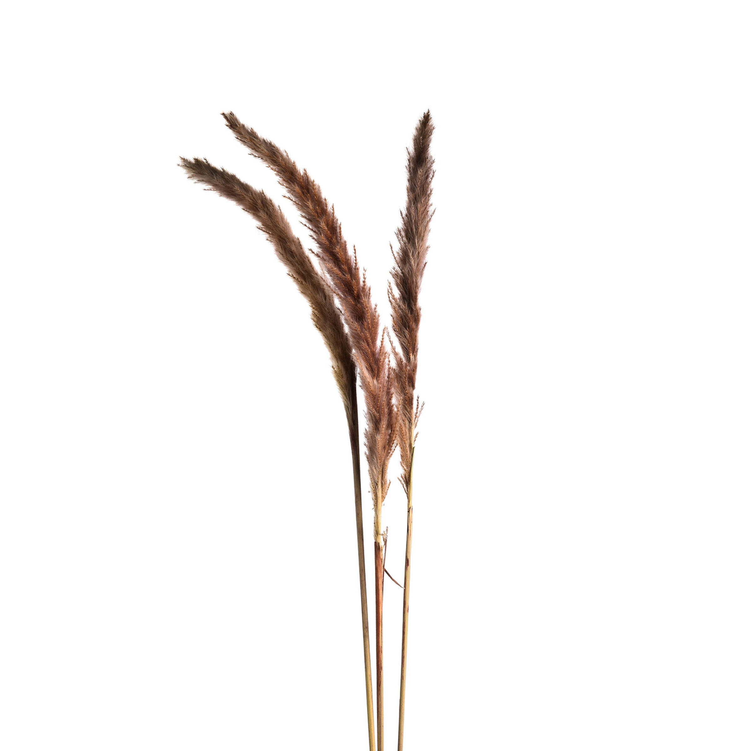 natur-rosa, L 90 cm