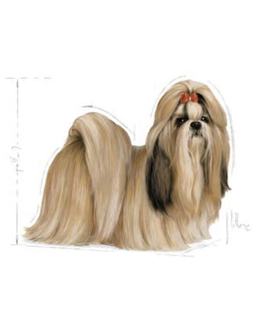 Royal Canin Shih Tzu Adult - Hondenvoer