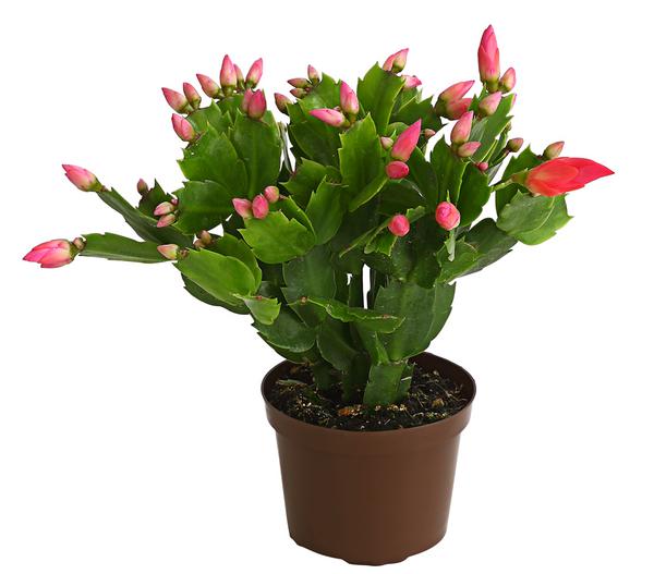 Weihnachtskaktus - Schlumbergera x buckleyi,