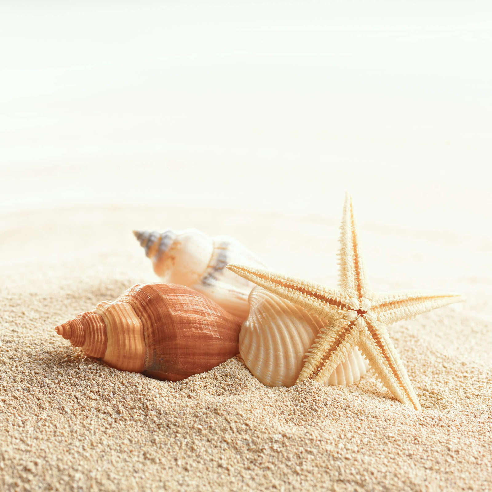 Leinwandbild MUSCHELN - beige - 50x50 cm