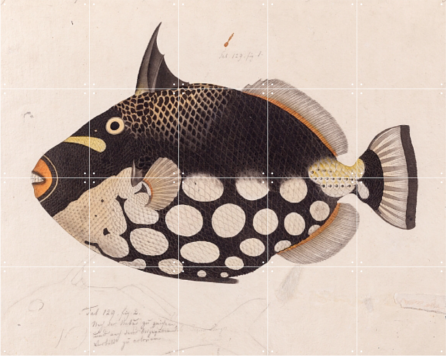 IXXI Black Fish 100 x 80 cm