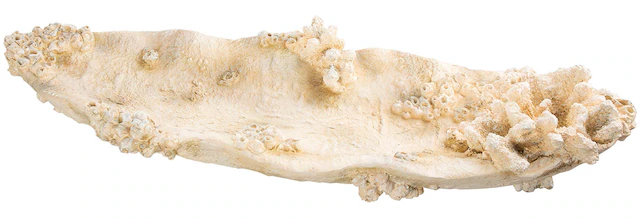GILDE Dekoschale »Schale Amphora Seychelles weiss H. 10,5 cm«