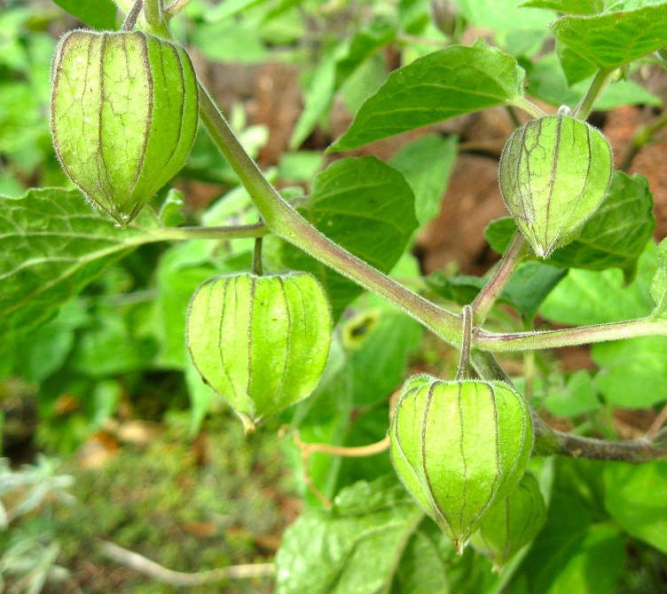 Physalis peruviana (coqueret du pérou, groseille du cap) taille pot de 2 litres - 30/50 cm
