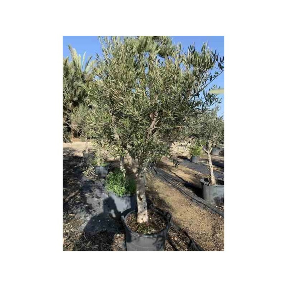 Olea europaea (oliviers) gros sujets blanc - taille périmètre de tronc 40/50cm - 170/220cm