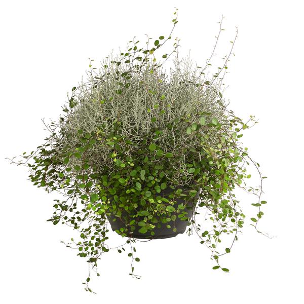 Mueca - Gitterkraut und Mühlenbeckia