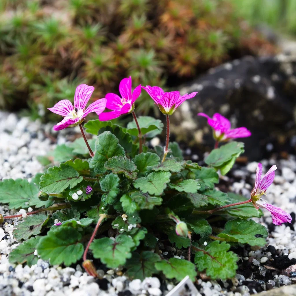 Erodium x variabile 'Bishop's Form' Tranehals 'Bishop's Form' Ø11 cm