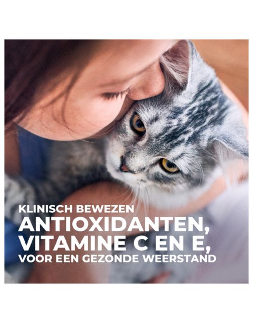 Hill's Kitten Perfect Digestion Kip&Bruine Rijst - Kattenvoer