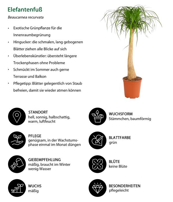 Elefantenfuß - Beaucarnea recurvata