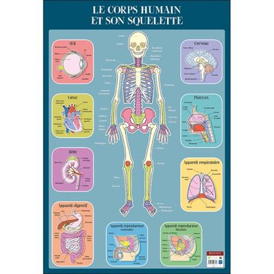 Bouchut - Poster pédagogique effaçable - 52 x 76 cm - Squelette humain