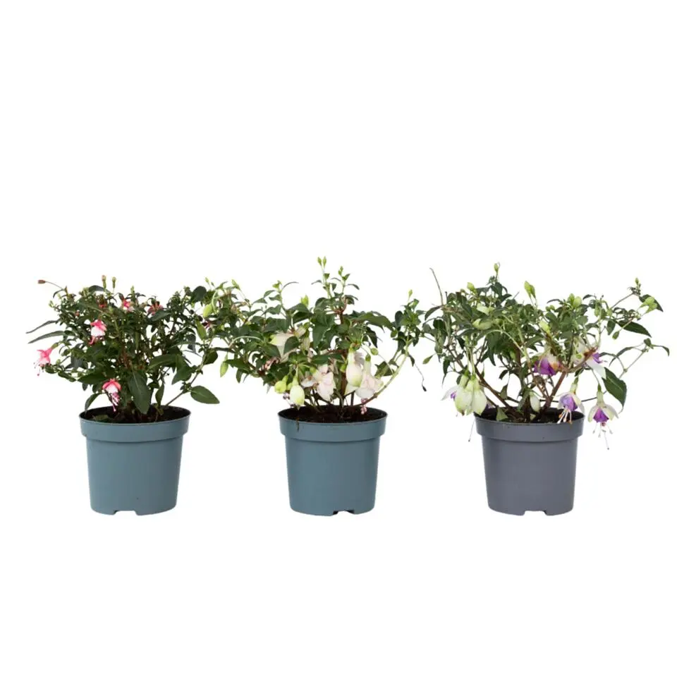 Bellenplant - Set van 3 - Fuchsia magellanica - Hoogte 10-20cm - ⌀9cm