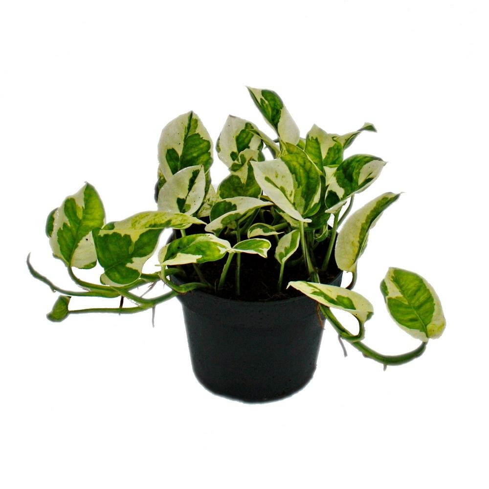 Epipremnum aureum 