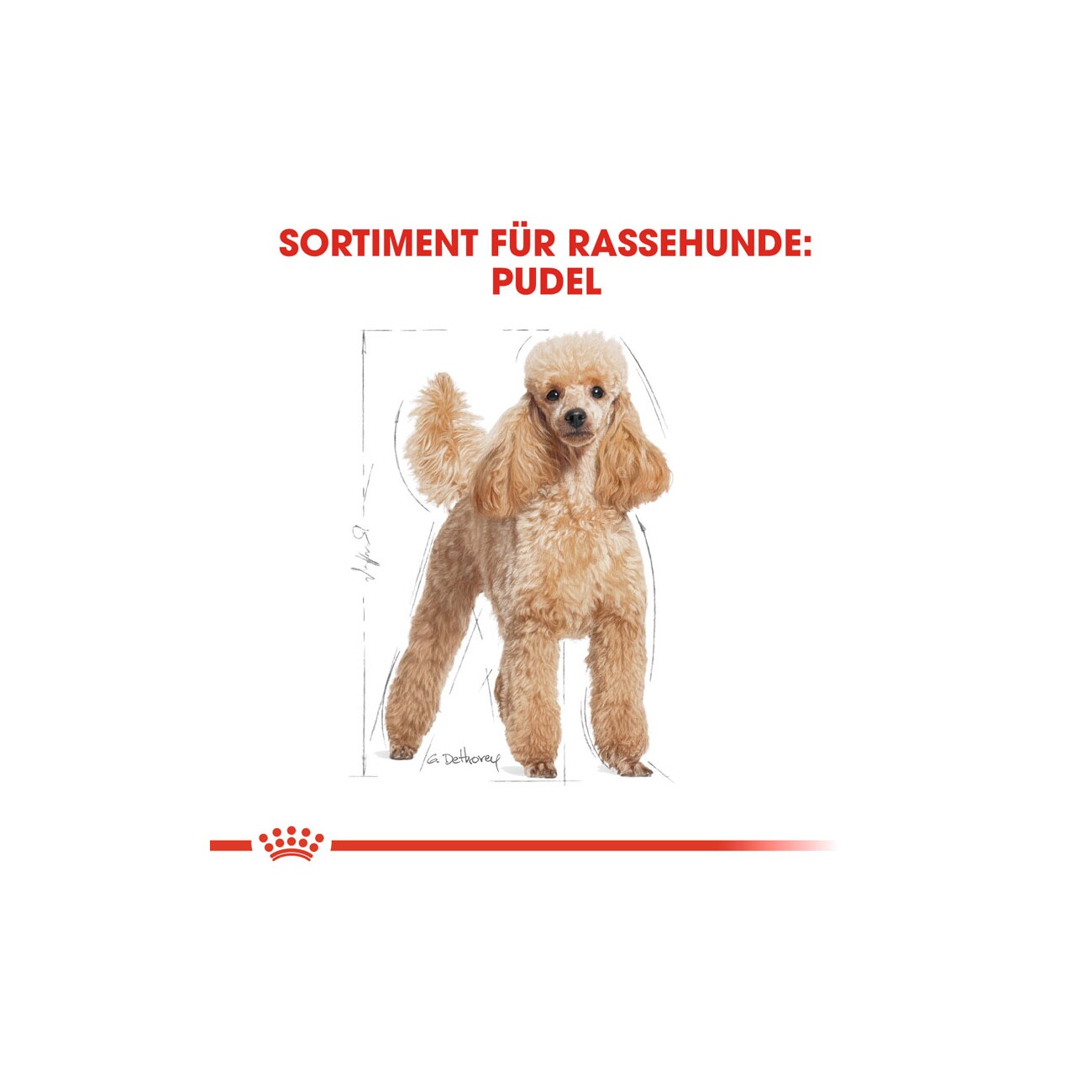 ROYAL CANIN Poodle Adult in Soße 12x85 g