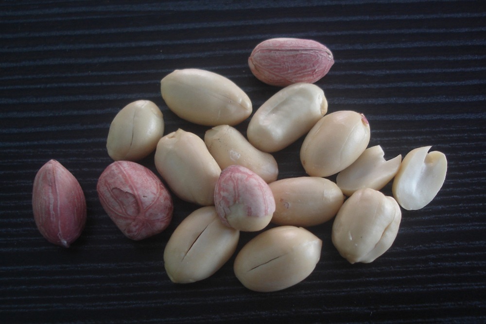 Kit cadeau - cacahuète - 8 graines - arachis hypogaea