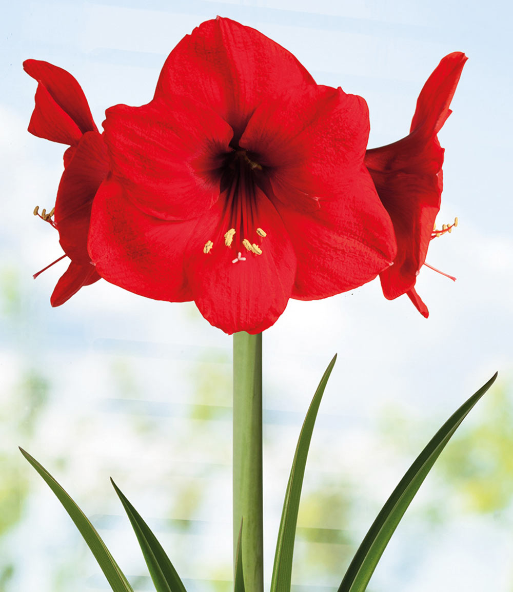 XL Rentier-Wachs-Amaryllis 'X-mas'