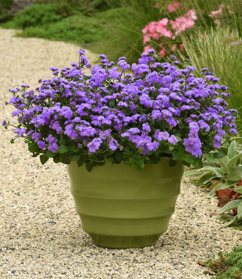 Ageratum 'Monarch Magic®'