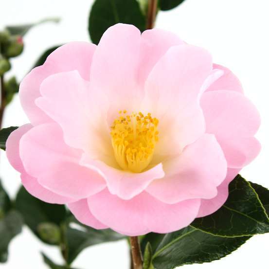 Camellia 'Nicky Crisp' : H 60/70 cm, ctr 8 Litres