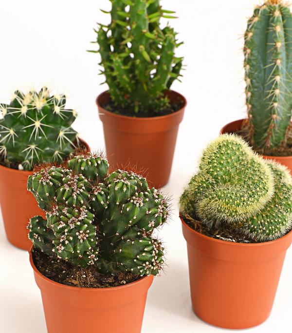 Kakteen-Set - Cactaceae, verschiedene Sorten