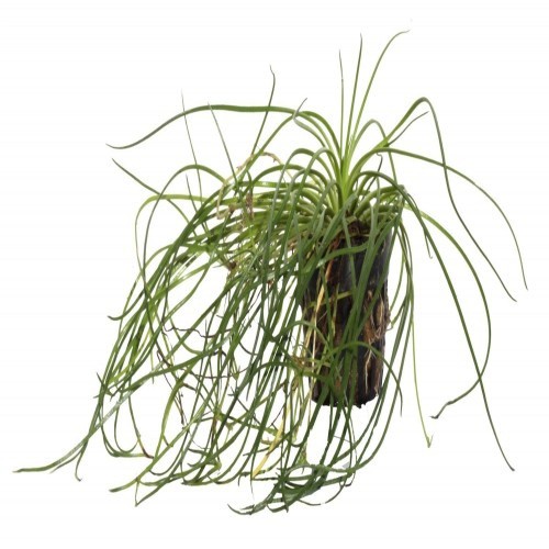 Planta de aquário Littorella Uniflora