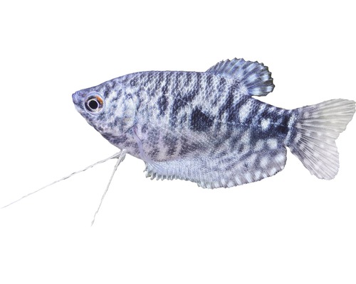 Marmergoerami - Trichogaster trichopterus