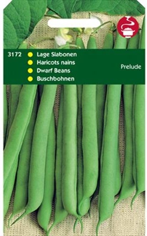 groentezaad Stamslaboon laag (Phaseolus vulgaris 'Prelude')