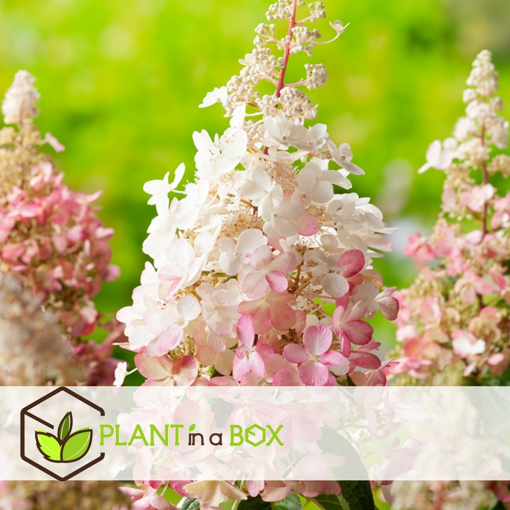 Hydrangea 'pinky winky' - hydrangea - pot 19cm - hauteur 25-40cm