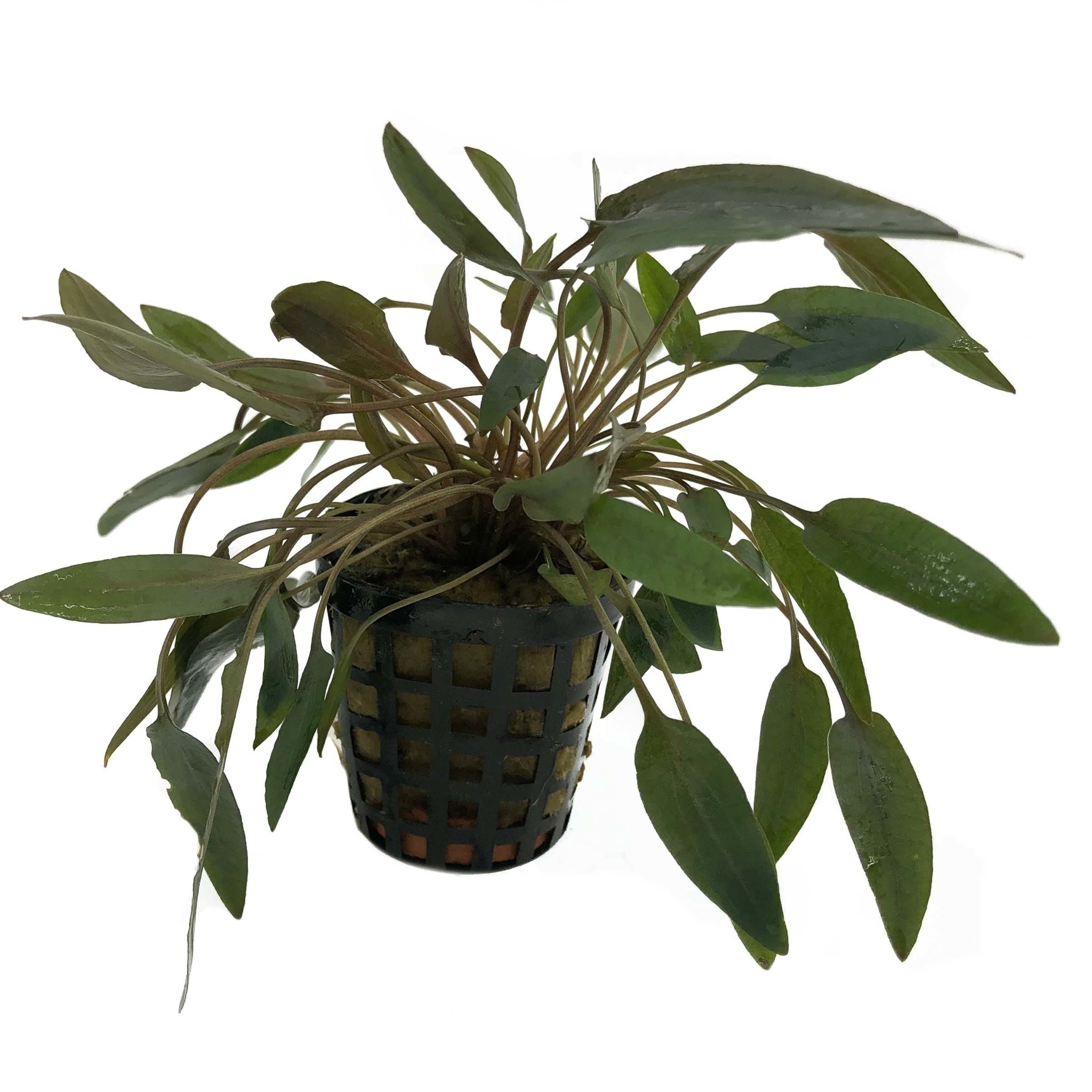 AquastoreXL Plantenpakket Medium 1 | Aquariumplanten
