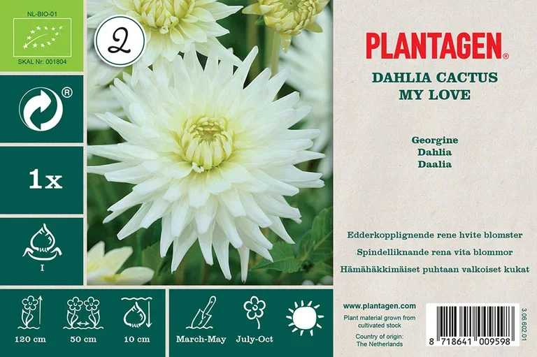 Dahlia x pinnata (Cactus Group) 'My Love' Kaktusgeorgine ‘My Love’
