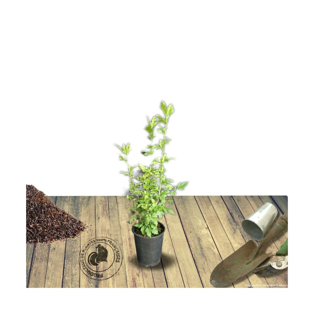 Hibiscus syriacus marina/hibiscus syriacus marina[-]pot de 4l - 40/60 cm