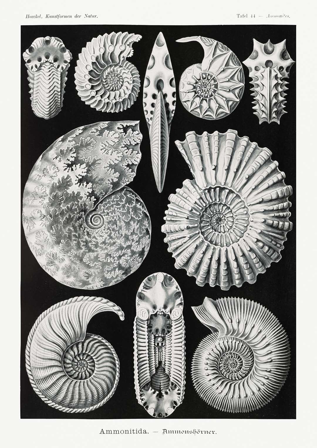 Ammonitida von Ernst Haeckel