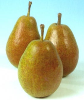 Biologische Perenboom (Pyrus communis 'Bonne Louise d'Avranches') D 26 H 150 cm