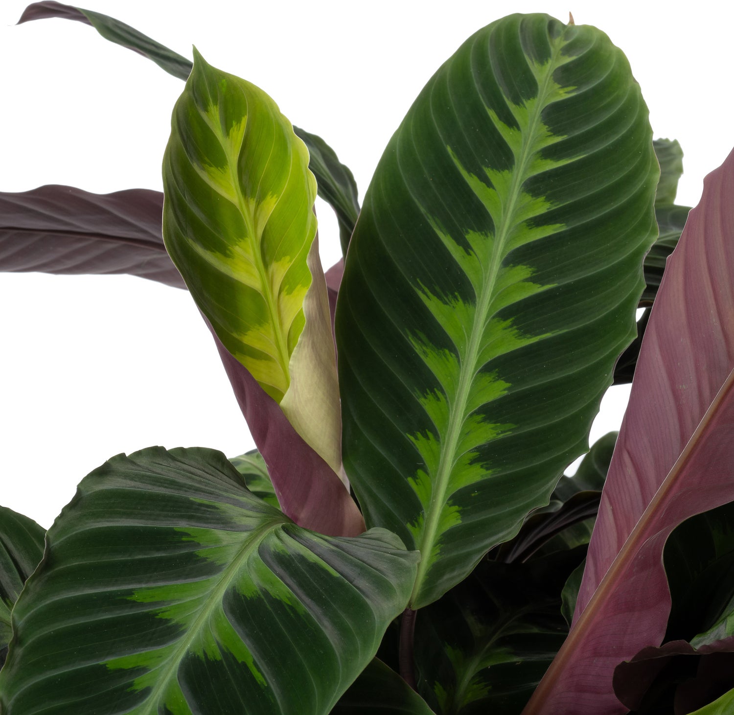 Calathea (Calathea warscewiczii) D 27 H 100 cm