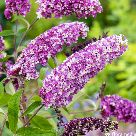 Buddleia, variétés variables - pot 5L