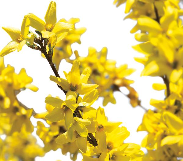 Forsythie 'Weekend'