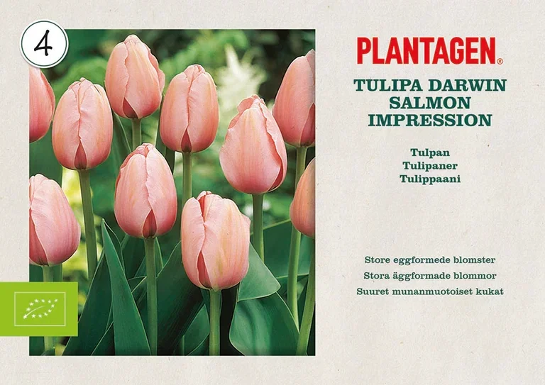 Tulipa (Darwinhybrid-Group) 'Salmon Impression' Tulipan 'Salmon Impression' ØKO