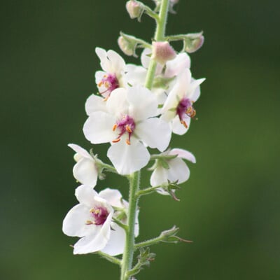 Saatgutset im Holzkästchen, Heimische Blumen