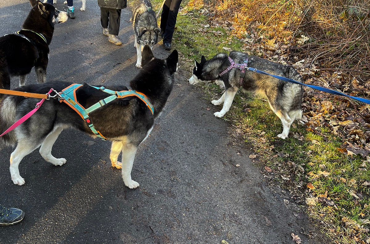 Husky Wanderung Karlsruhe