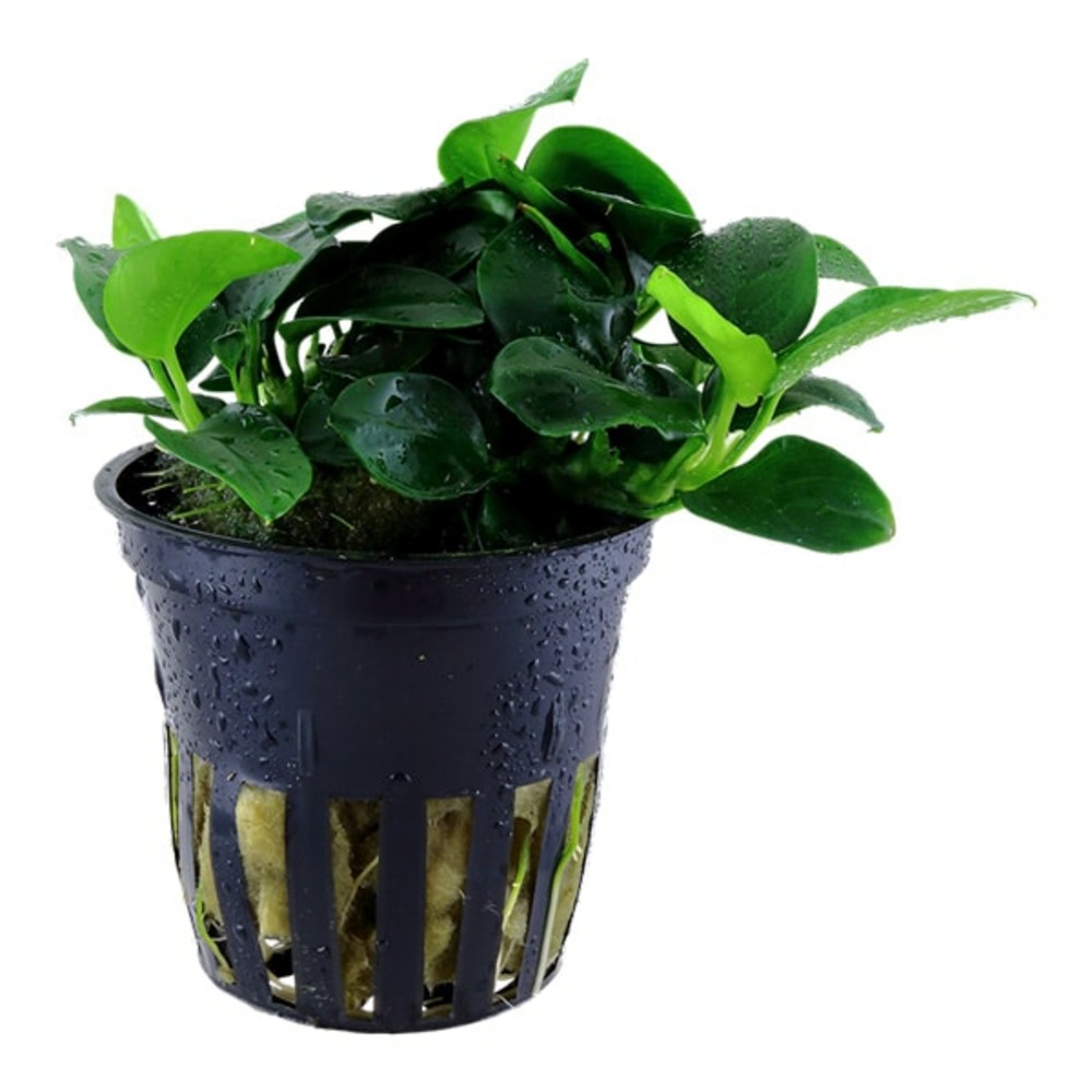 Anubias barteri var nana petite