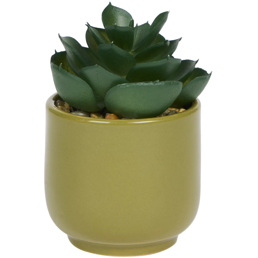 Plante grasse artificielle en pot Home Accents