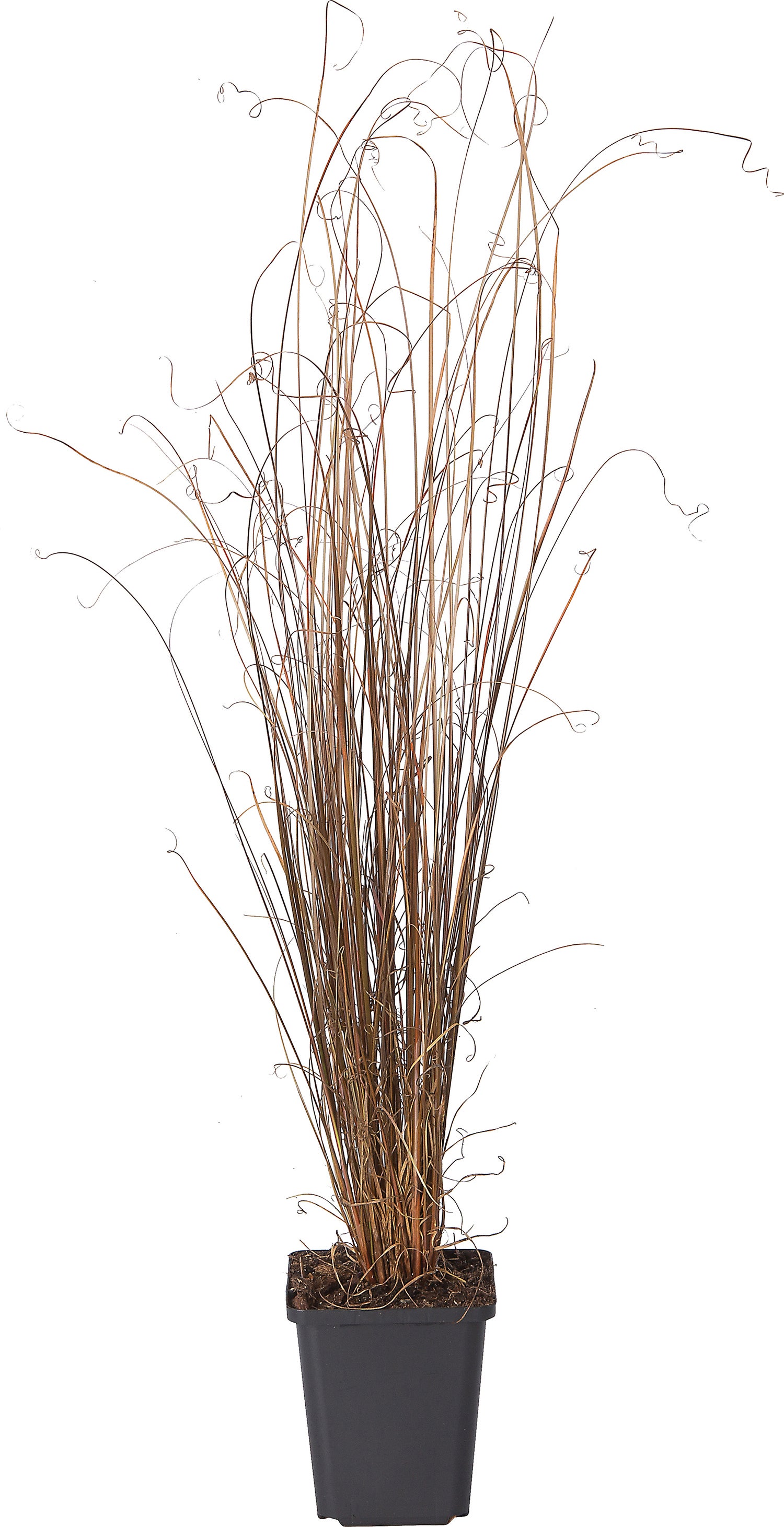 Zegge (Carex buchananii) D 9 H 10 cm